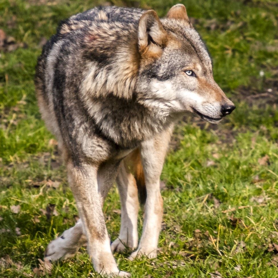 Gray Wolf_NewsFlash