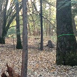 Prescribed Burn Location 