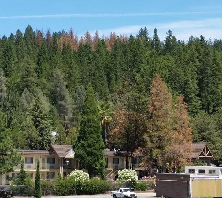 Tree Kill GV_cropped