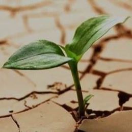 A small green plant sprouts out of parched and cracked soil