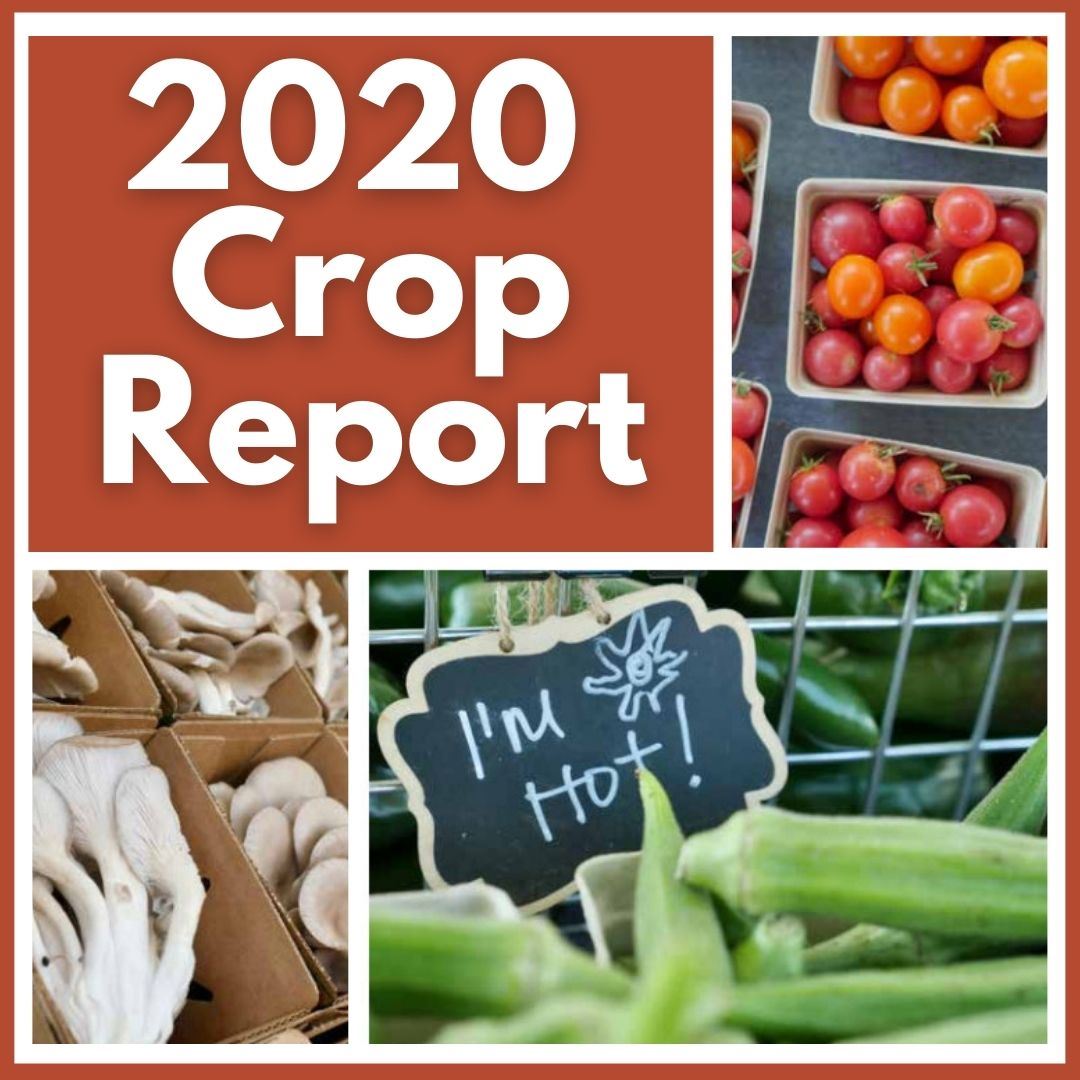 2020 AG Crop Report - tomatoes, okra with an 