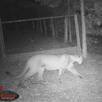 Mountain lion crossing backyard at night