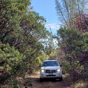 A white car drives through a narrow road surrounded by dense brush