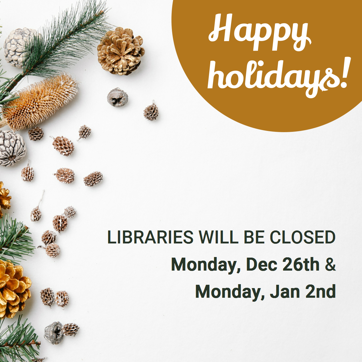 Pine boughs and pine cones against a white background