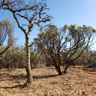 Ponderosa West Grass Valley Defense Zone Nevada County