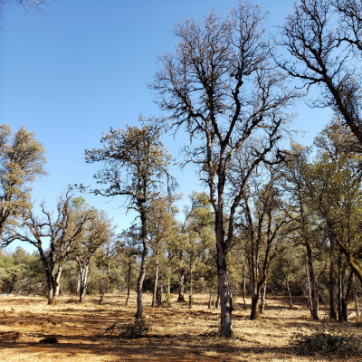Nevada County Ponderosa West Grass Valley Defense Zone 