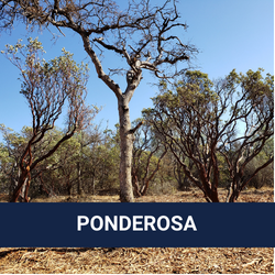 Ponderosa West Grass Valley Defense Zone