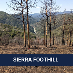 SIERRA FOOTHILL FOREST CLIMATE RESILIENCE PROJECT (3)