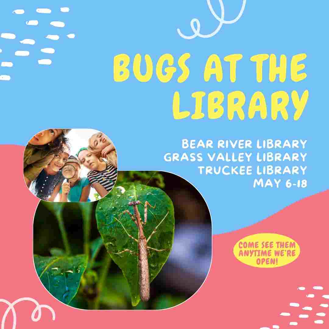 Bugs at the TR Library (3)