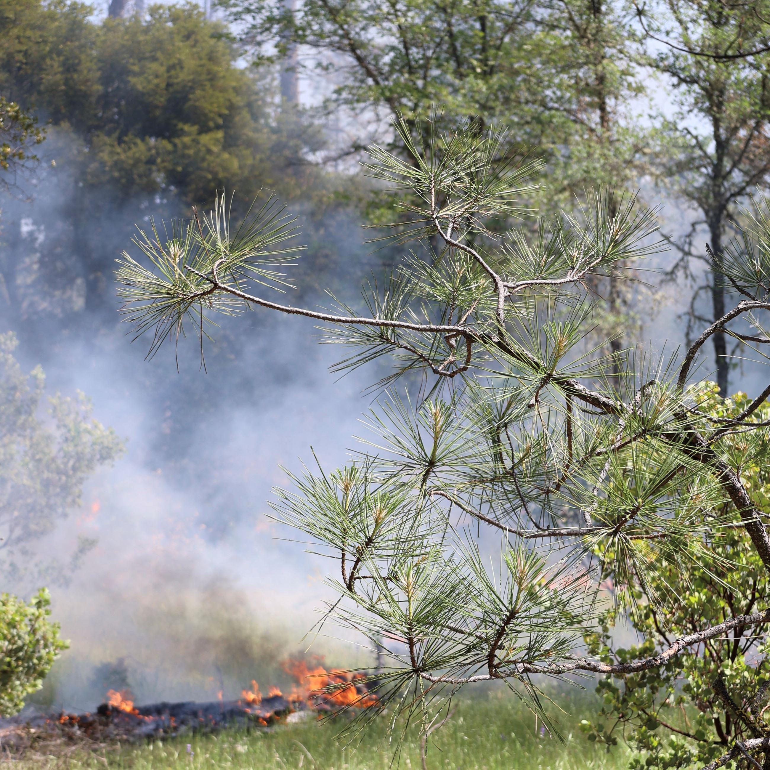Prescribed burn at Woolman School