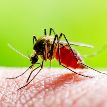 West Nile Mosquito_NewsFlash