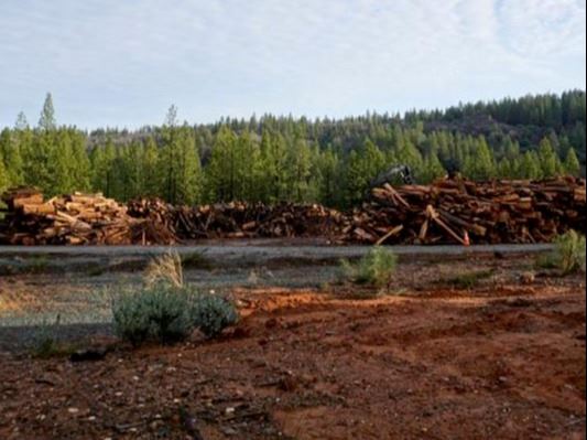 Logs at the Nevada County biomass site 