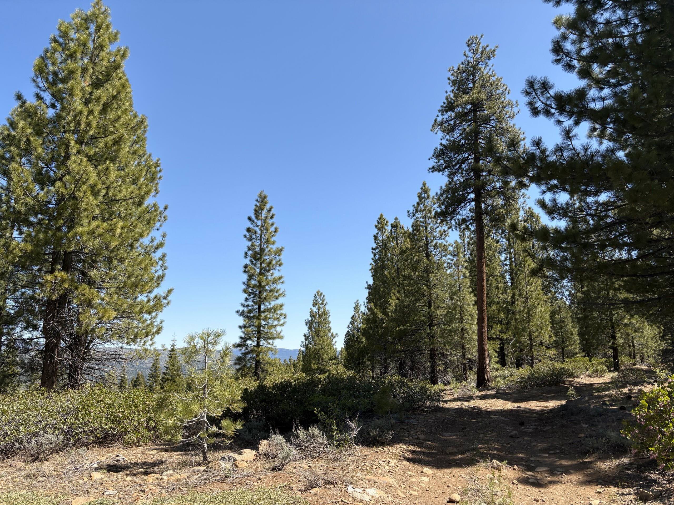 Pines Tree and mountains in Truckee