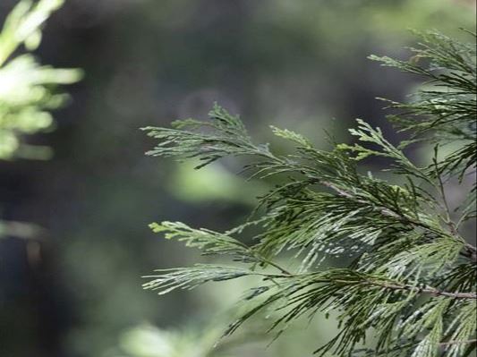 Cedar Tree Leaves in Woodpecker Ravine