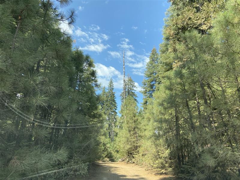 Pine Trees Dirt Path 