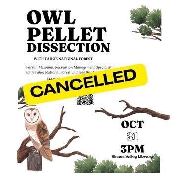 newsflash owl website