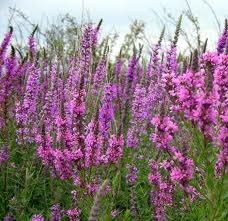 Invasive pink wildflower
